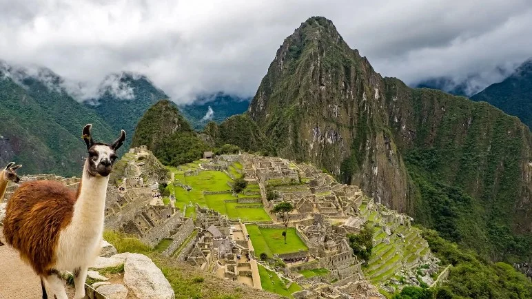 Llama y ruinas de Machu Picchu, Cusco Una llama en primer plano posando frente a la ciudadela inca de Machu Picchu y la montaña Huayna Picchu